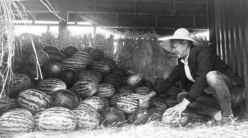 杞县吃瓜群众事件始末,一场网络舆论的风波与反思