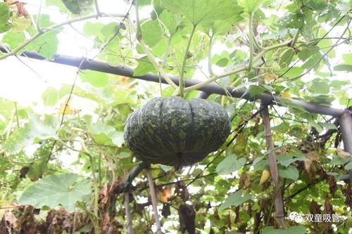 菜园吃瓜群众,菜园里吃瓜群众的欢乐时光