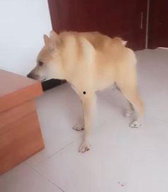 自家狗狗吃瓜群众,揭秘狗狗吃瓜背后的故事