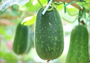 群众吃热瓜视频,群众热议生活点滴，共度欢乐时光